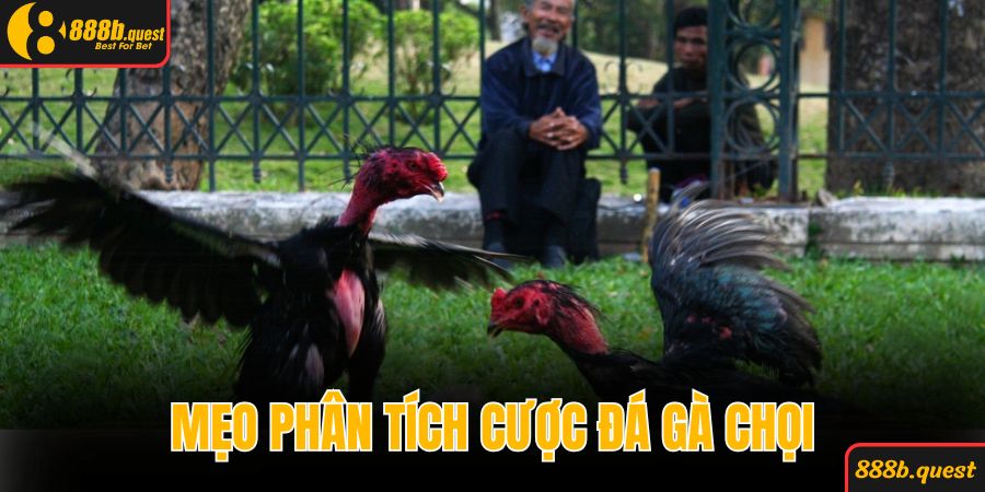 Mẹo phân tích cược đá gà chọi giúp chiến thắng